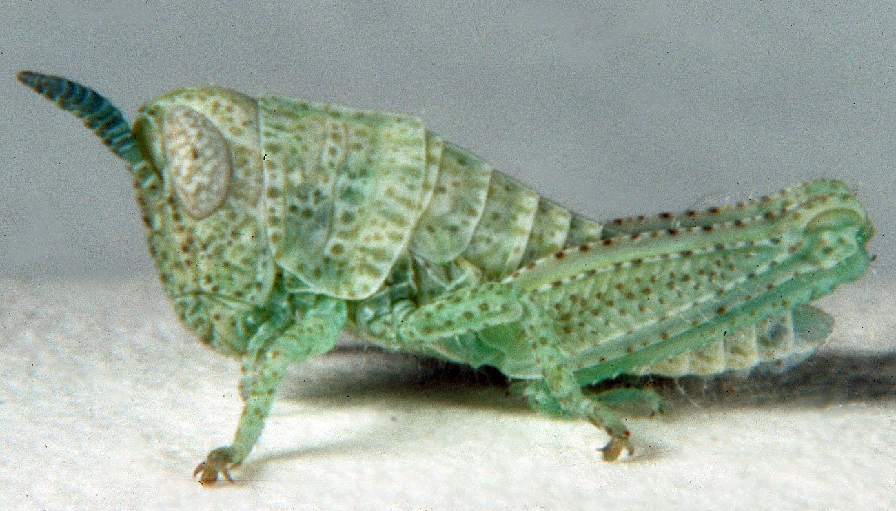  Fig. 2, second instar: BL 5.2-8.3 mm, FL 3-3.7 mm, AS 13-15 