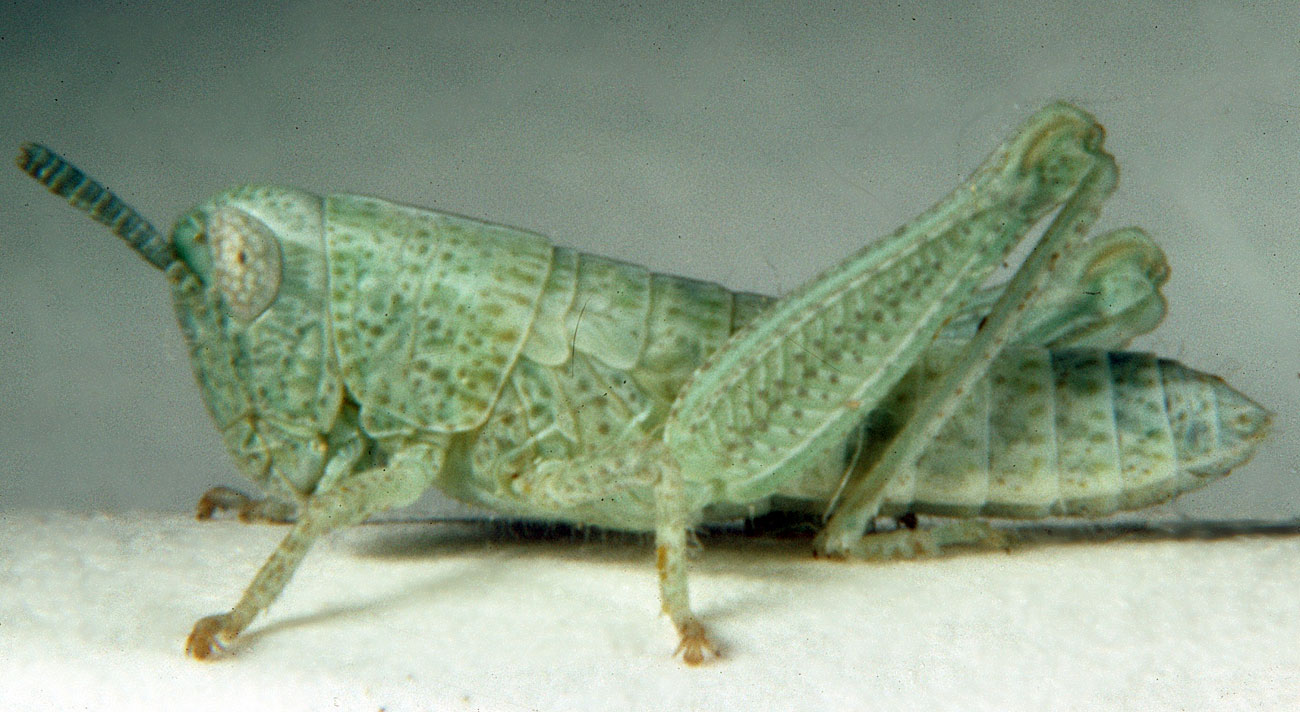  Fig. 3, third instar: BL 8-10.5 mm, FL 4.7-5.4 mm, AS 17-18 