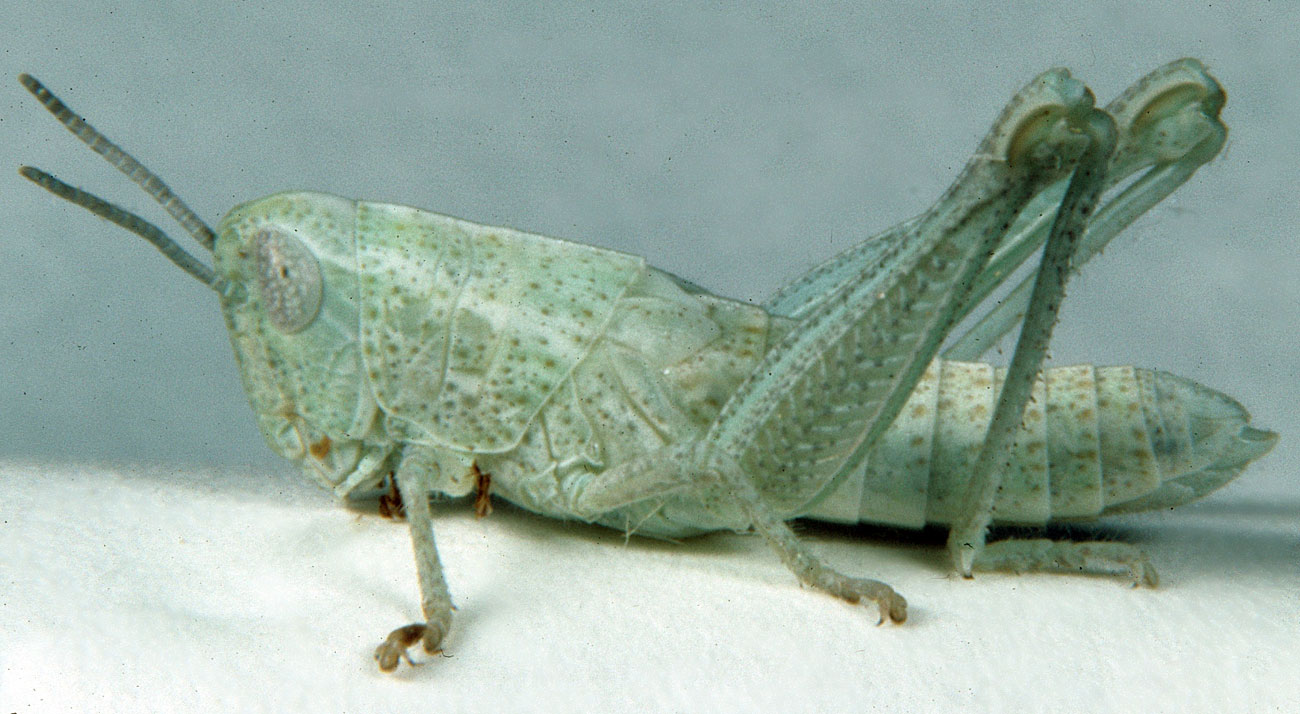  Fig. 5, fifth instar: BL 11-18.2 mm, FL 7.8-9.8 mm, AS 21-22 