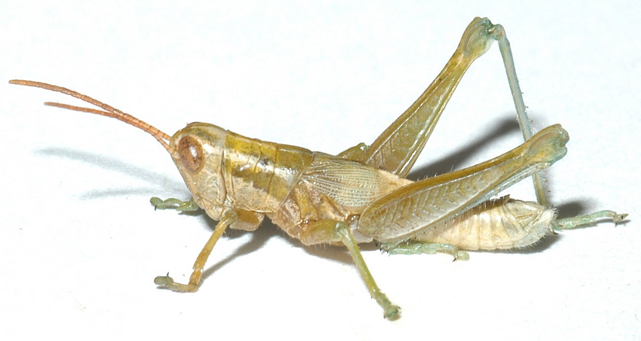 Hypochlora alba male