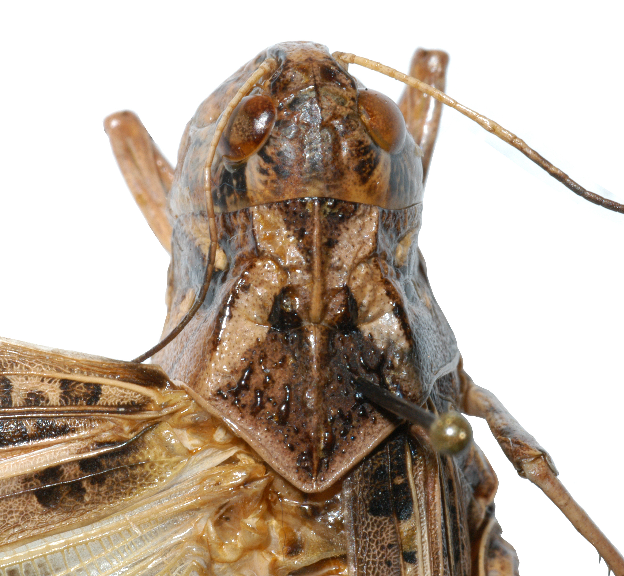  Fig. 3, dorsal pronotum 