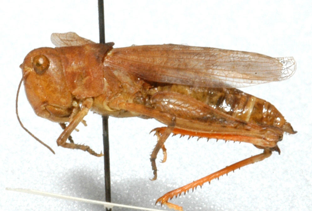  Fig. 2, adult female: BL 18-25 mm, FL 10.5-13 mm, AS 20-23 