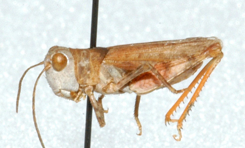  Fig. 1, adult male: BL 12-18 mm, FL 8.5-10.5 mm, AS 19-22 