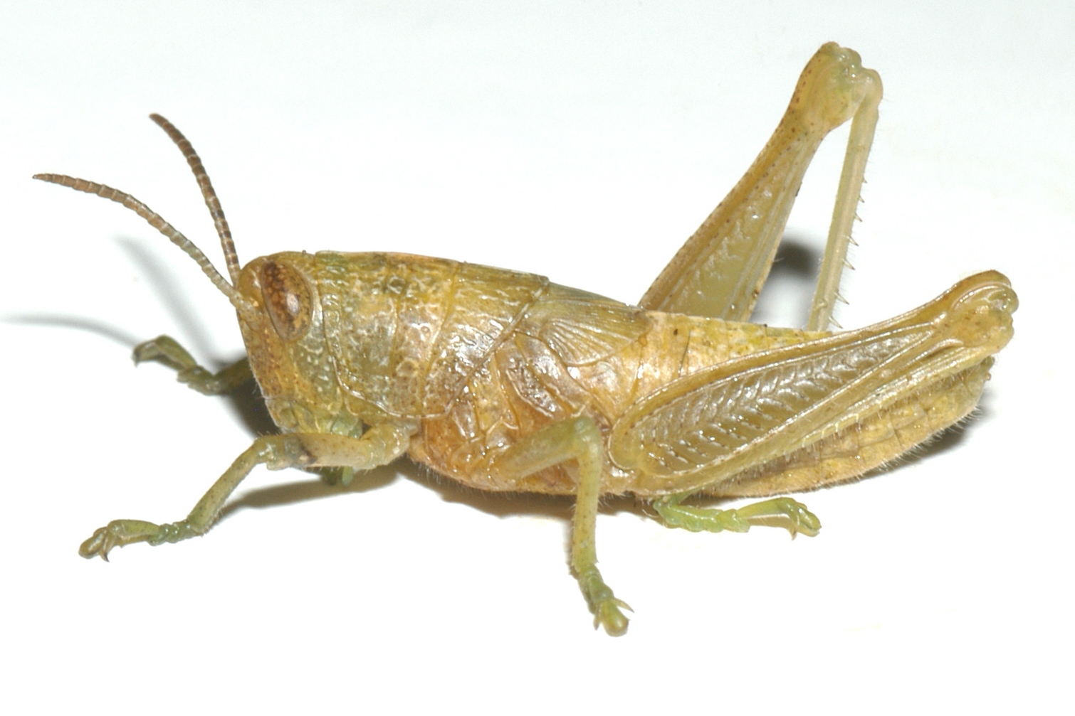  Fig. 1, fourth instar 