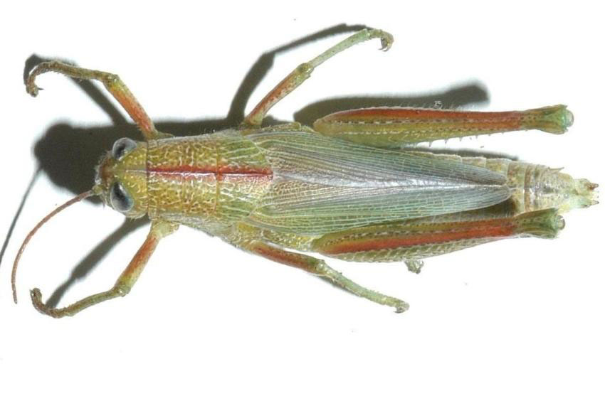  Fig. 5, dorsal view of western green grasshopper 