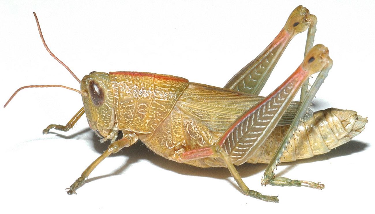 Hesperotettix speciosus female