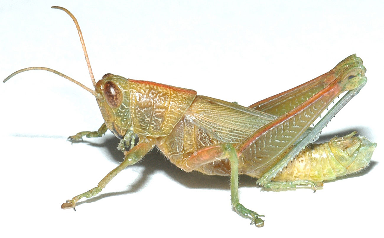Hesperotettix speciosus male