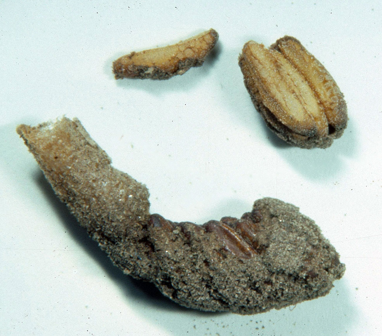  Fig. 9, egg pod and four loose eggs 