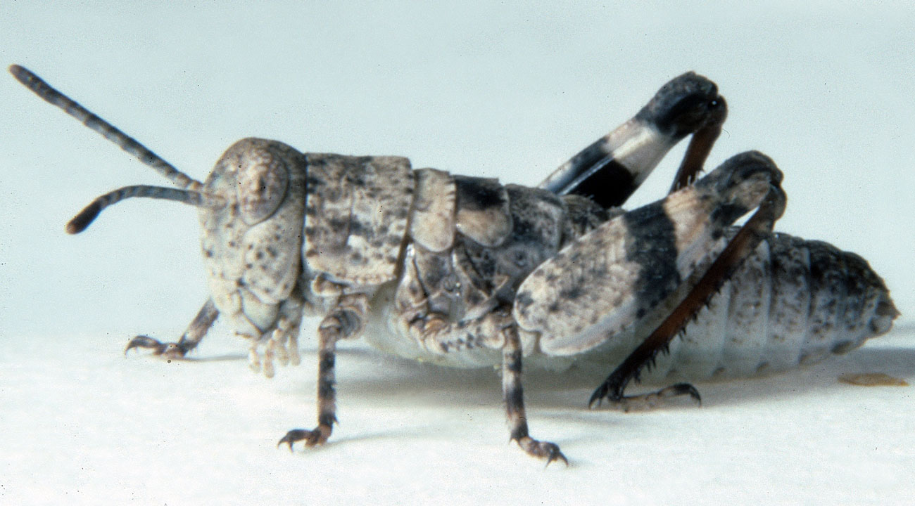  Fig. 1, first instar: BL 5.2-10.4 mm, FL 3.9-4.4 mm, AS 13-14 