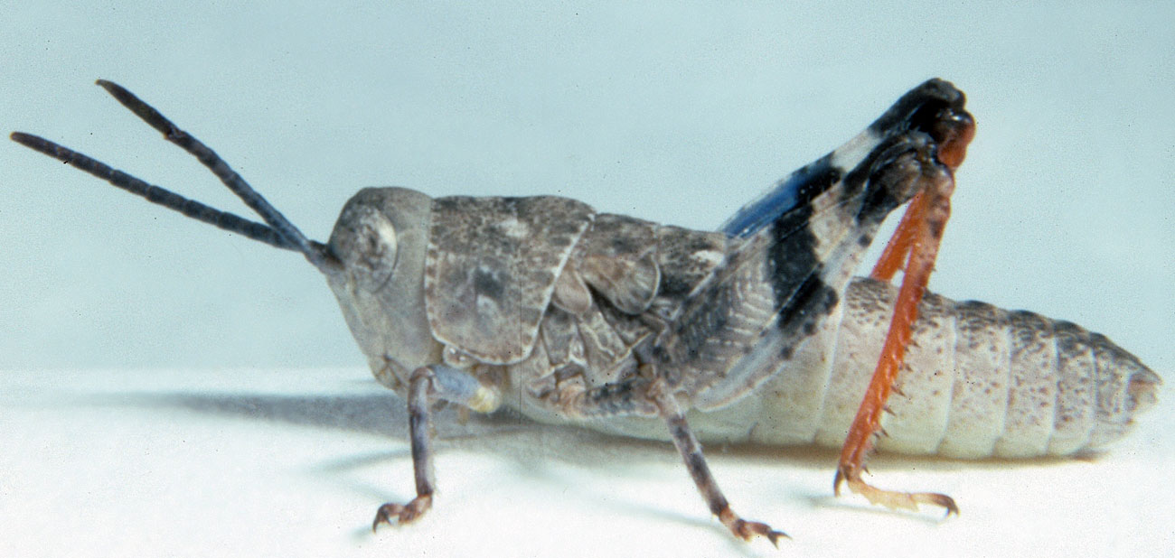  Fig. 2, second instar: BL 7.9-12.5 mm, FL 5.1-6.4 mm, AS 17-19 