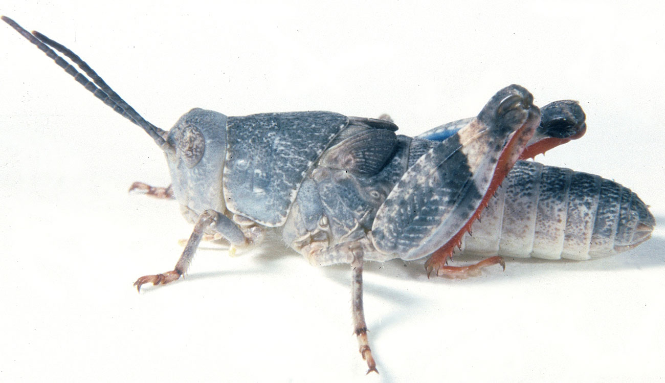  Fig. 3, third instar: BL 12-16.7 mm, FL 7.8-9.1 mm, AS 20-21 