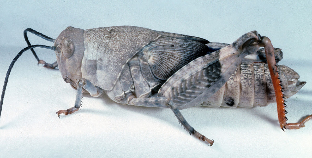  Fig. 4, fourth instar: BL 19.5-22.5 mm, FL 10.9-13 mm, AS 23 