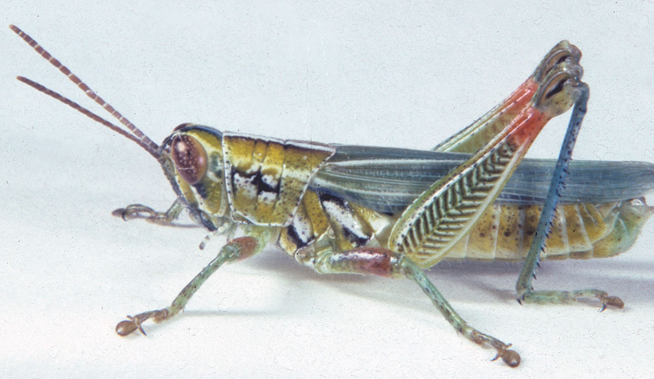  Fig. 6, adult male: BL 19-21 mm, FL 9.8-11 mm, AS 23-24 