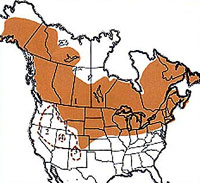  Geographic range of  Melanoplus borealis borealis  (Fieber) 