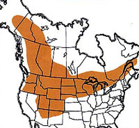 Geographic range of  Melanoplus bruneri  Scudder 