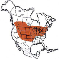  Geographic range of  Melanoplus confusus  Scudder 