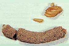  Fig. 10, egg pod and group of exposed eggs 