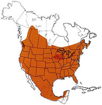  Geographic range of  Melanoplus femurrubrum  (DeGeer)     