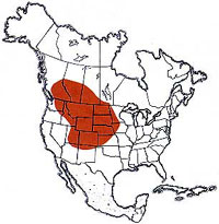 Geographic range of  Melanoplus infantilis  Scudder 