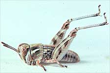  Fig. 3, third instar: BL 6.1-8.6 mm, FL 4.5-5.6 mm, AS 18-19 