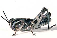  Fig. 4, fourth instar: BL 9.4-13.3 mm, FL 6.8-7.4 mm, AS 21 