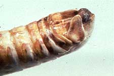  Fig. 9, cercus of adult male flabellate grasshopper 