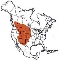  Geographic range of  Melanoplus occidentalis  (Thomas) 