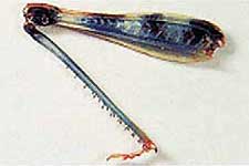  Fig. 9, inner face of female hindleg 