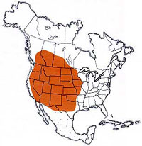  Geographic range of  Melanoplus packardii  Scudder 
