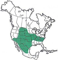  Geographic range of  Mermiria bivittata  (Serville) 