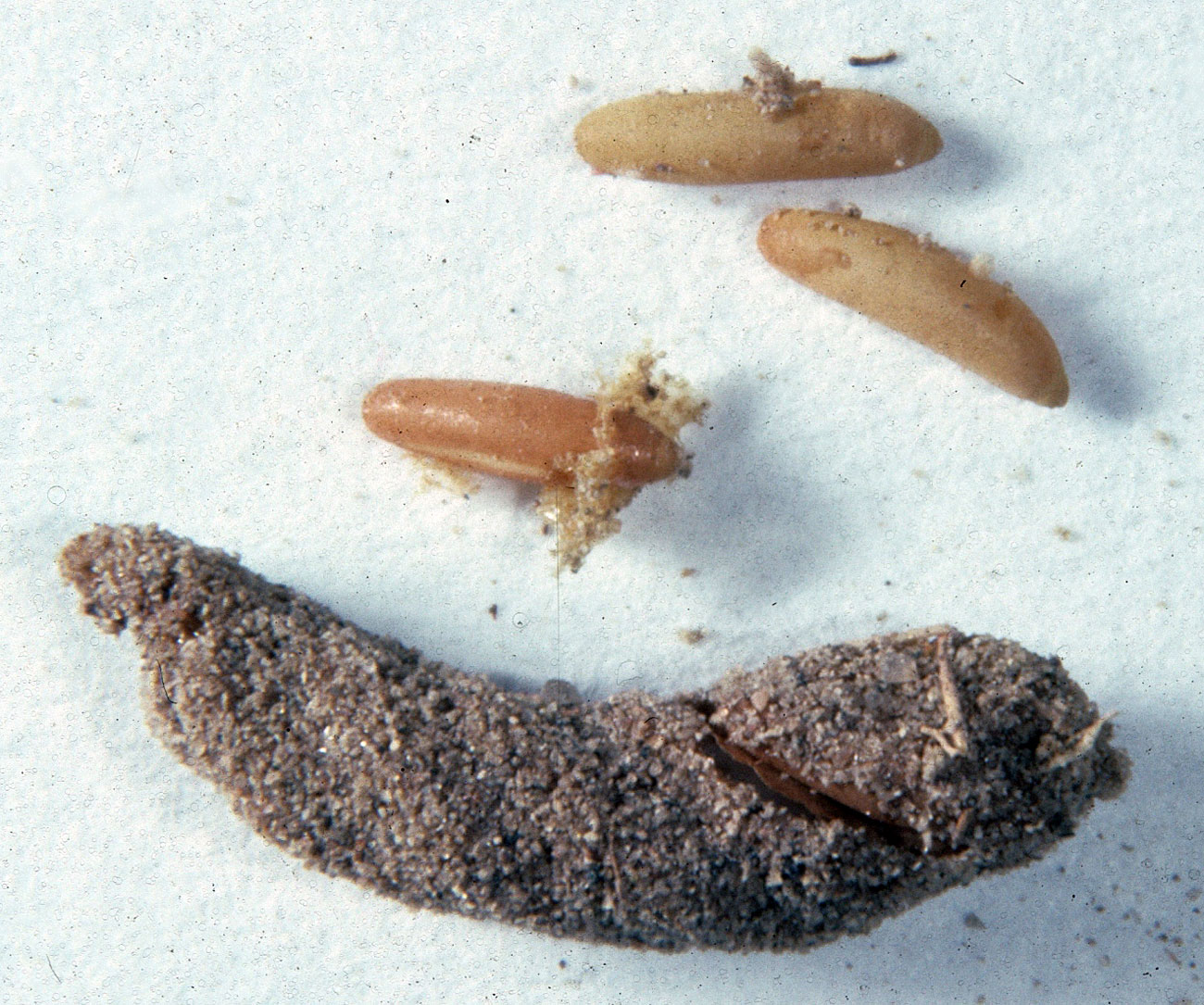  Fig. 10, egg pod (froth section broken off and missing) and exposed eggs 