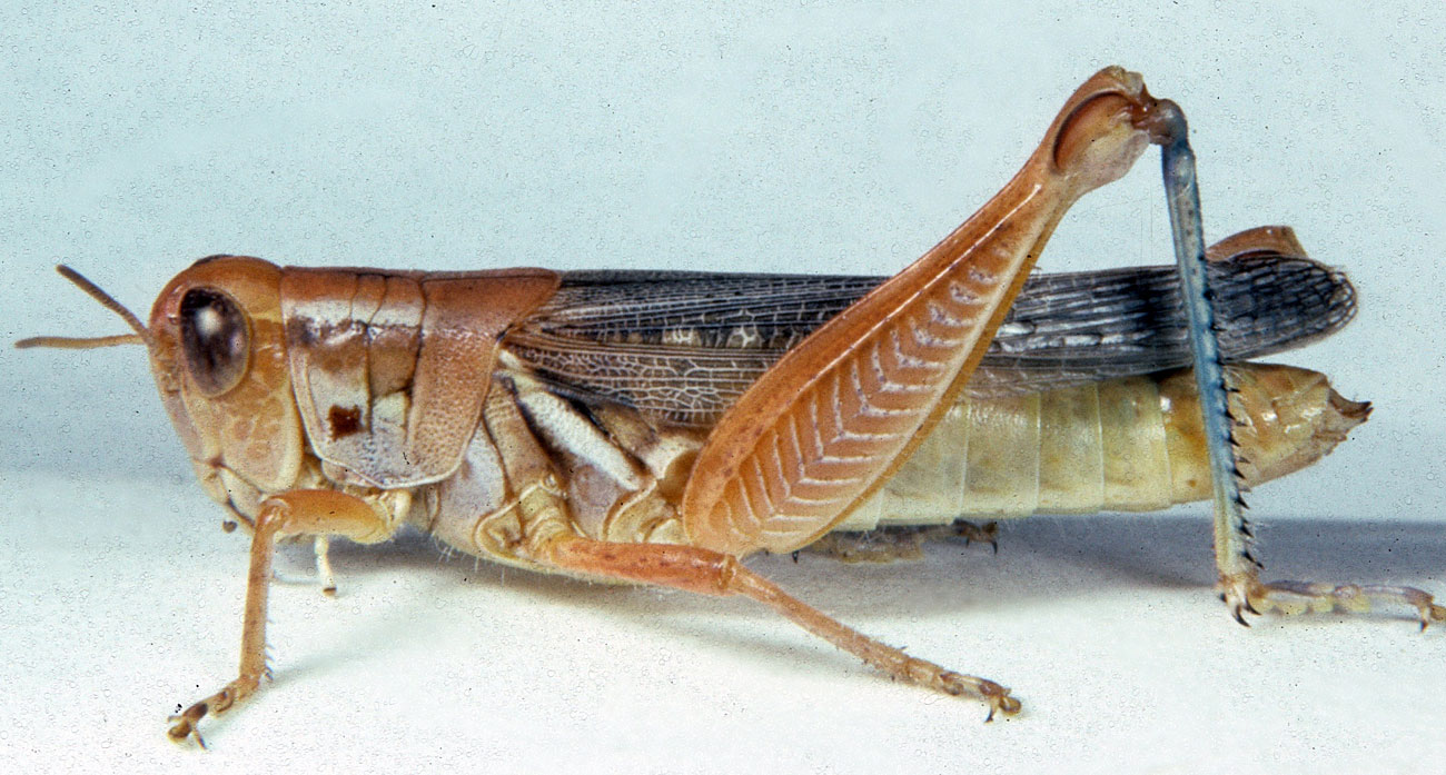  Fig. 7, adult female: BL 20.5-24.5 mm, FL 12.2-13.5 mm, AS 24-26 