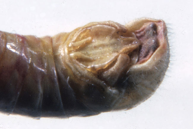  Fig. 9, end of male abdomen showing shape of cercus and supraanal plate 