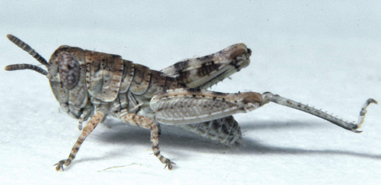  Fig. 1, first instar: BL 3.9-4.5 mm, FL 2.5-2.7 mm, AS 13 