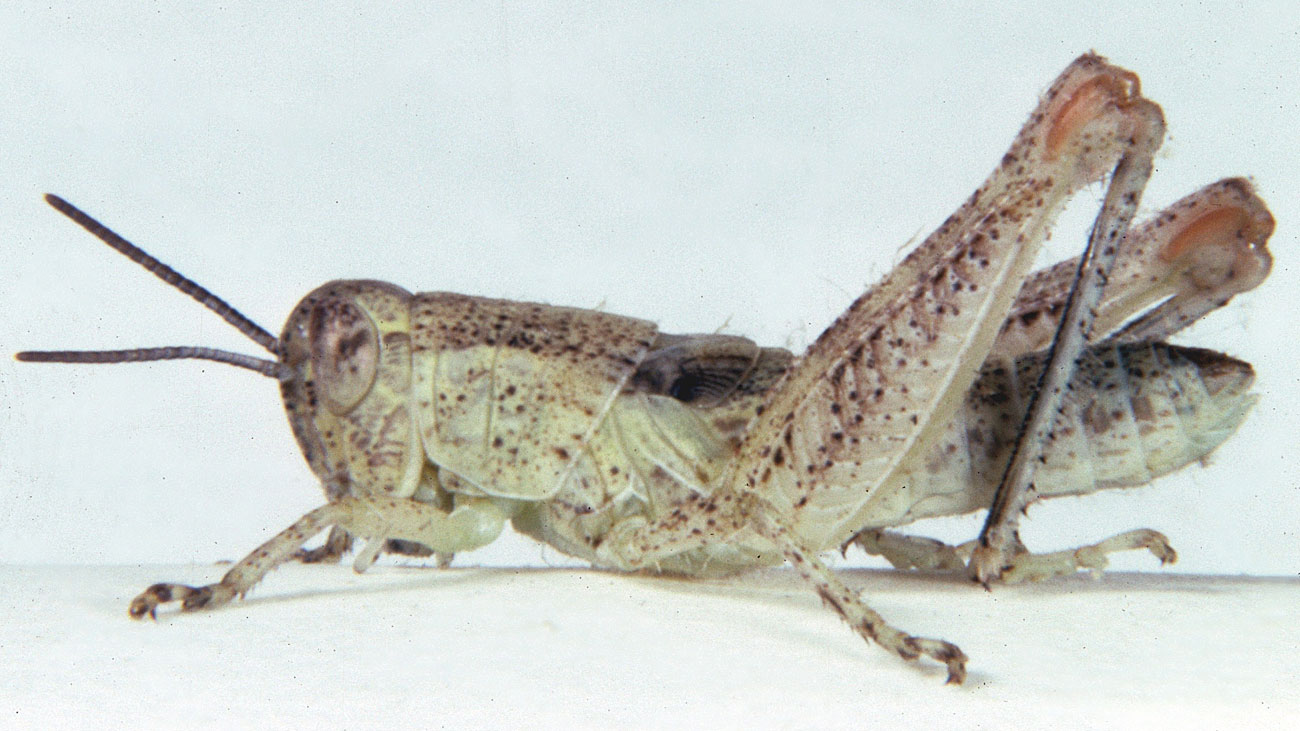  Fig. 4, fourth instar: BL 10.5-13.5 mm, FL 6.9-8.6 mm, AS 21-23 