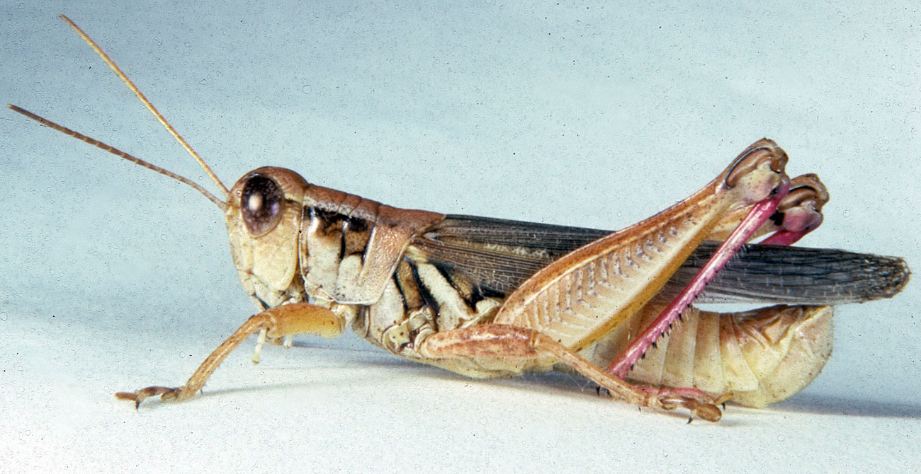  Fig. 6, adult male: BL 19.7-22.2 mm, FL 11-12.7 mm, AS 23-26 