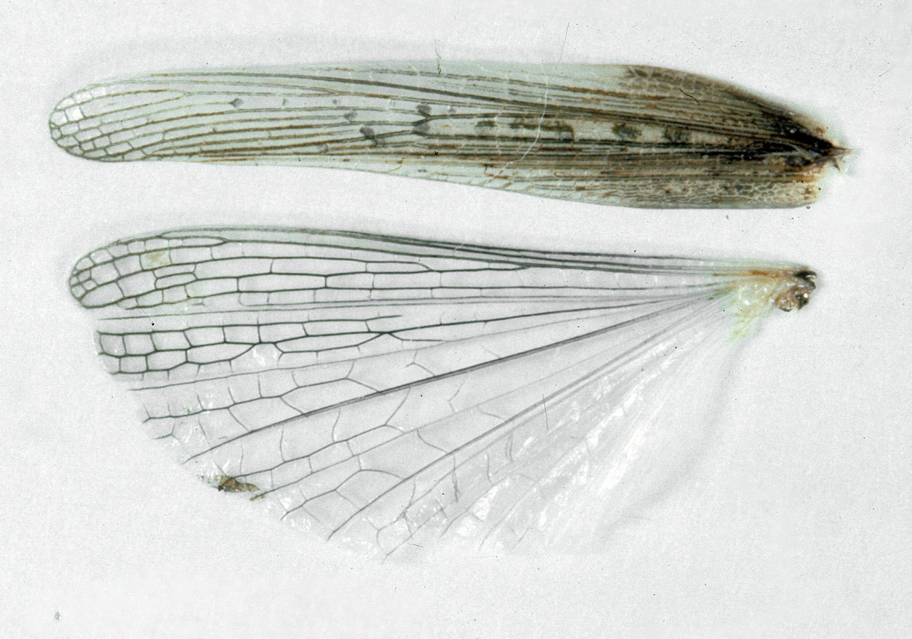  Fig. 8, spread wings of an adult female 