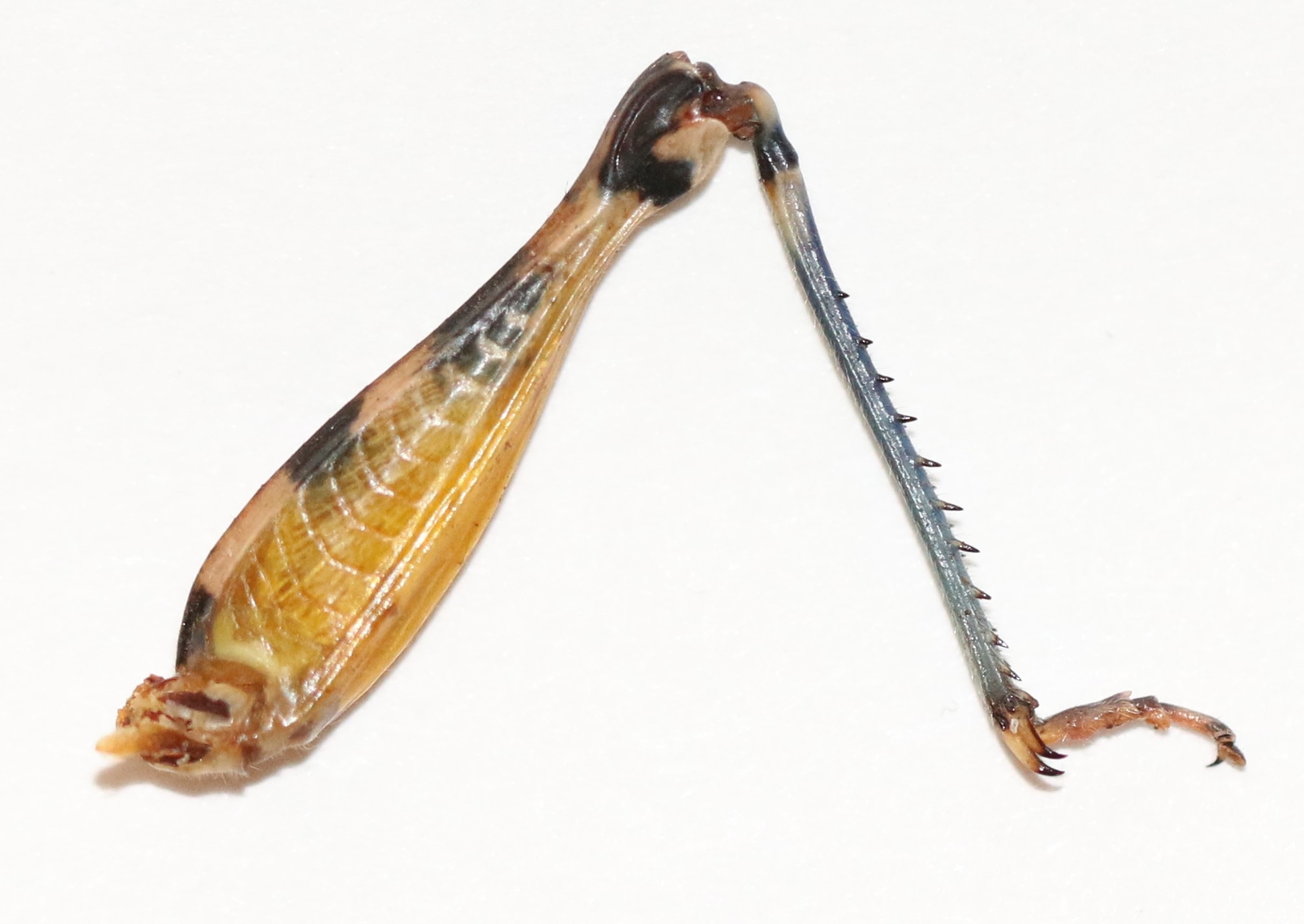  Fig. 3,  Melanoplusnbsp;bispinosus  hind leg, note the blue tibia 
