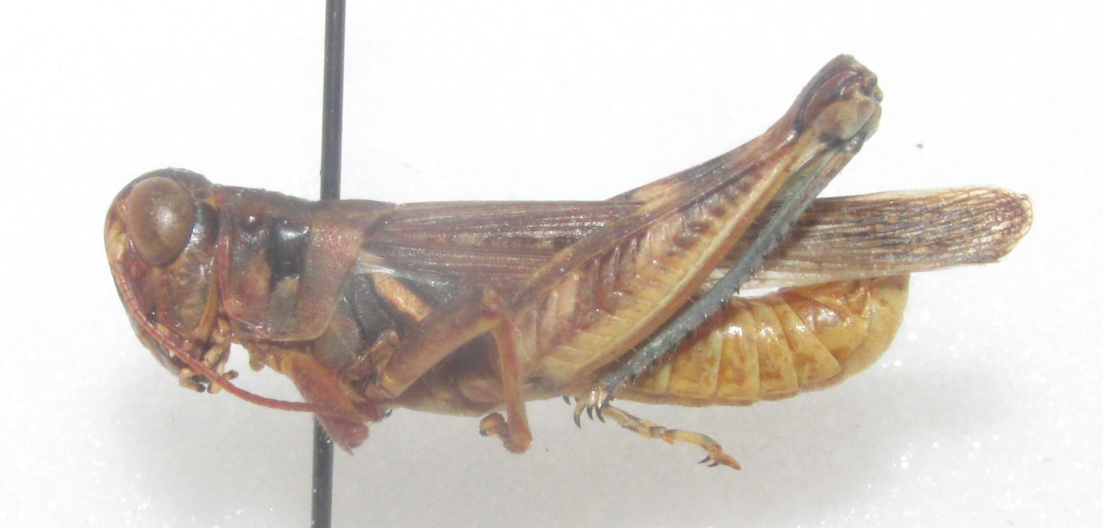  Fig. 1,  Melanoplusnbsp;bispinosus  male 
