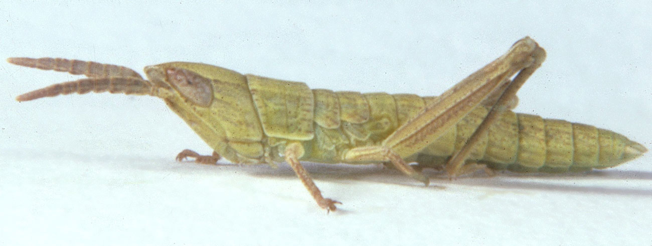  Fig. 1, first instar: BL 9.5-10.4 mm, FL 4.3-4.7 mm, AS 13 