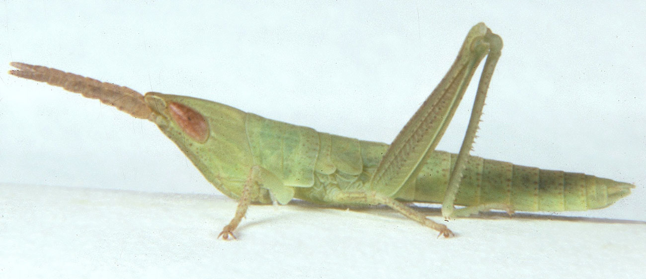  Fig. 2, second instar: BL 12-13.8 mm, FL 6.1-6.9 mm, AS 16-19 