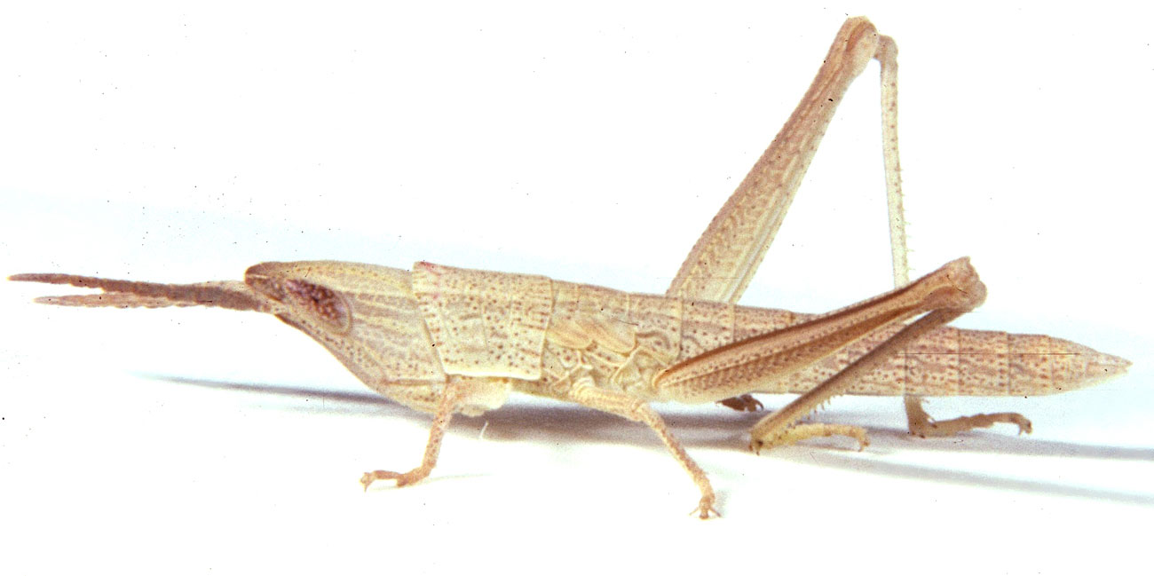  Fig. 3, third instar: BL 16-18.5 mm, FL 9.2-9.5 mm, AS 21 