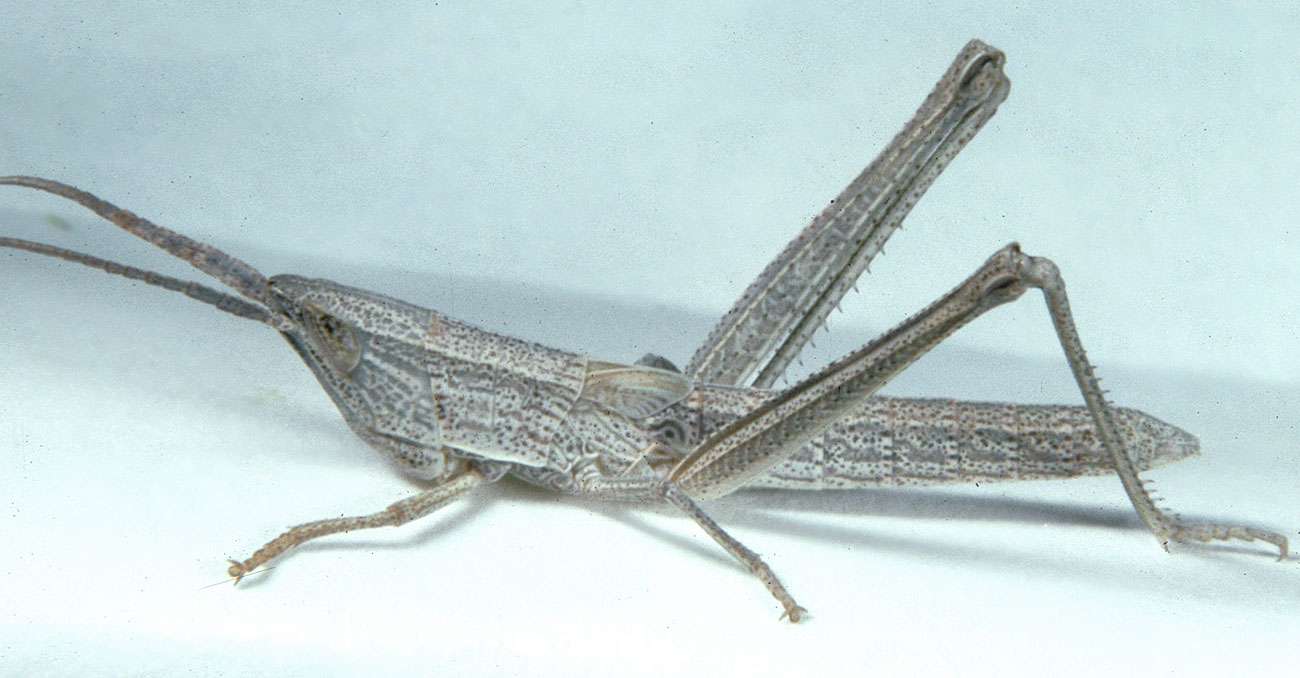  Fig. 4, fourth instar males: BL 21.5-24 mm FL 12.5-12.7 mm AS 22-23; females: BL 24-24.7 mm, FL 12.5-13.5 mm, AS 22-23 