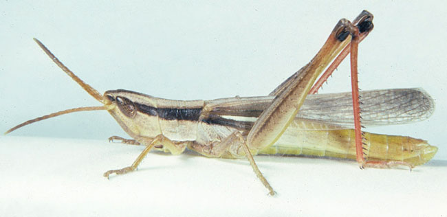  Fig. 6, adult male: BL 25-29 mm, FL 14-16.8 mm, AS 22-24 