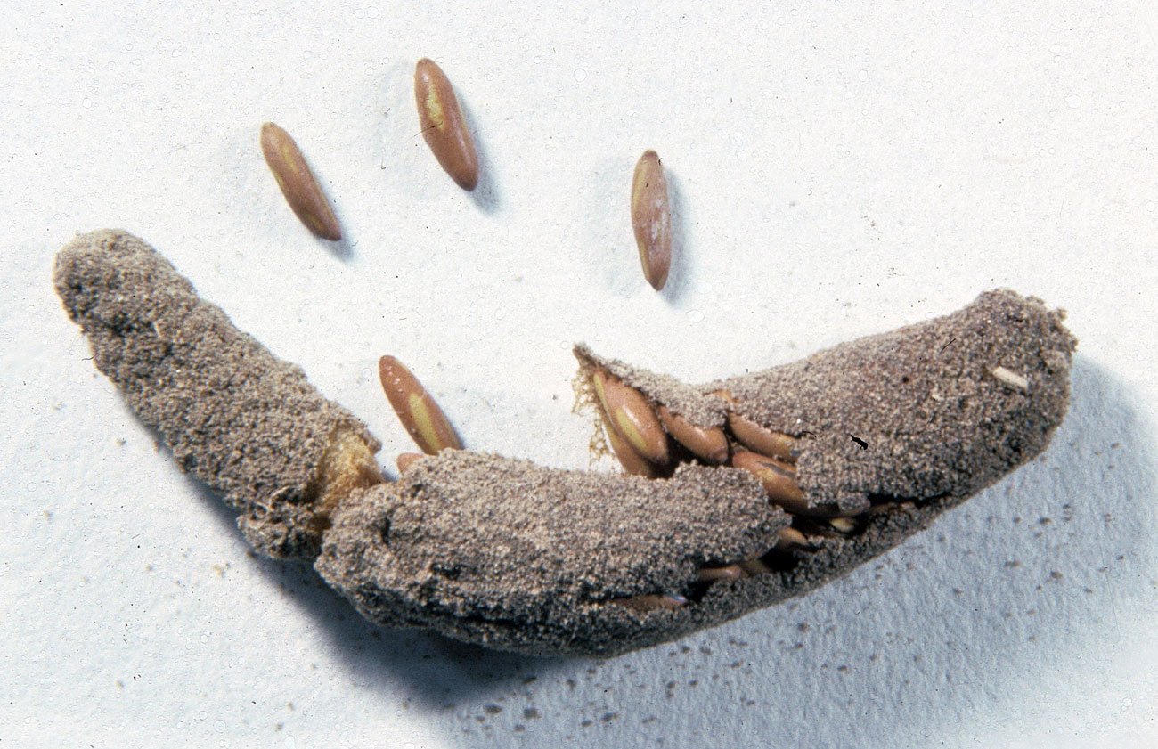  Fig. 10, egg pod and several loose eggs 
