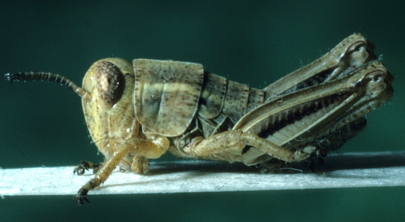  Fig. 2, second instar: BL 7.4-10.4 mm, FL 3.9-4.3 mm, AS 17-18 