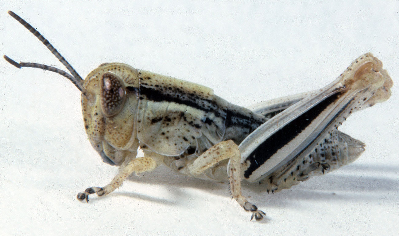  Fig. 3, third instar: BL 9-14 mm, FL 5.7-8.4 mm, AS 19-22 