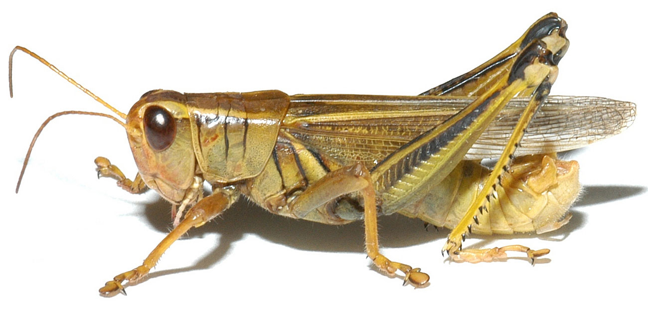  Fig. 6, adult male: BL 28-30 mm, FL 15-16.5 mm, AS 26-27 