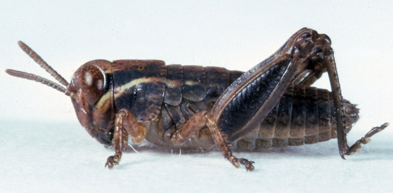  Fig. 2, second instar: BL 5.6-6.5 mm, FL 3.1-3.7 mm, AS 15-17 