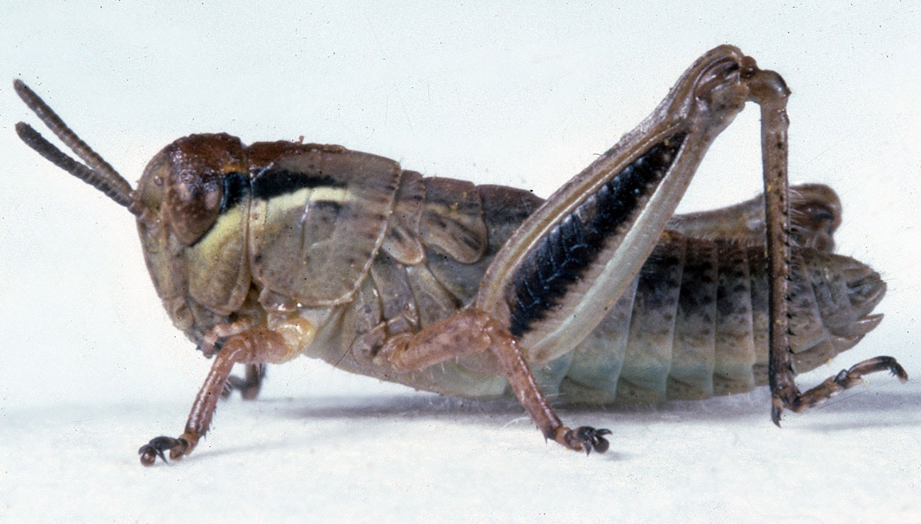  Fig. 3, third instar: BL 7.2-8.9 mm, FL 4.5-5.1 mm, AS 18-20 